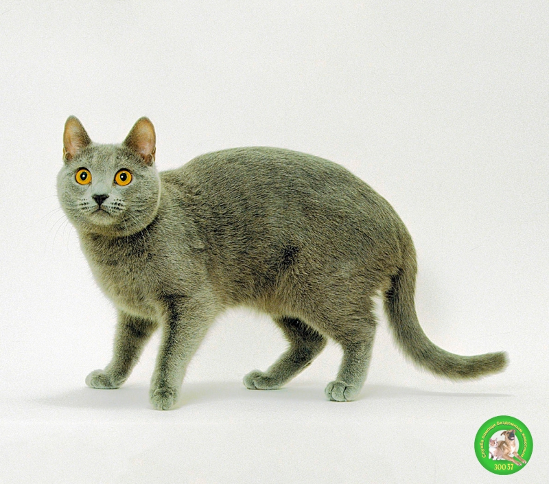 Шартрез (Картезианская кошка)