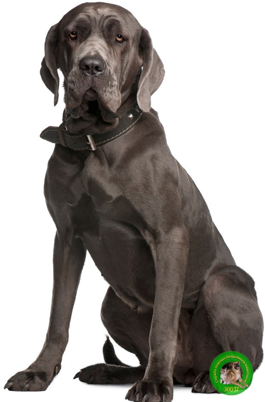 Неаполитанский мастиф