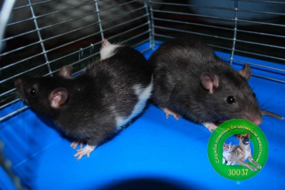 Лысые декоративные крысы: фото питомцев, внешний вид, особенности