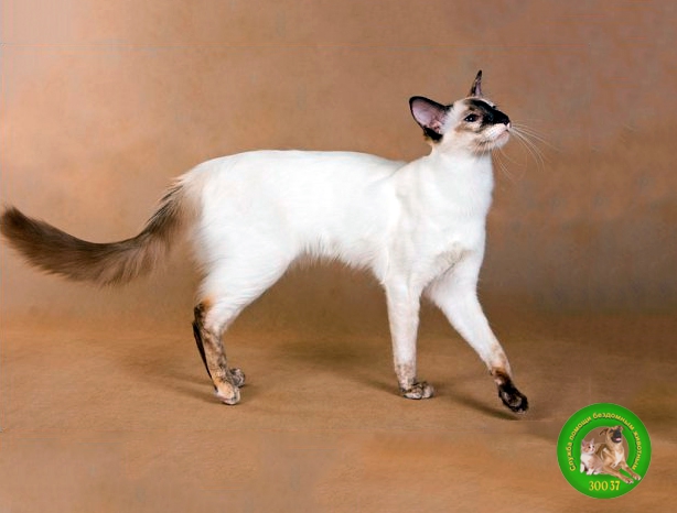 Балинезийская кошка (Балинез, Балийская кошка)
