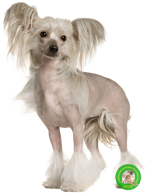 Китайская хохлатая собака