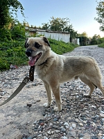 ПРОПАЛА СОБАКА! ПРОПАЛА СОБАКА!