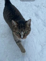 Пропала кошка Пропала кошка
