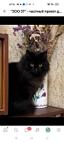 Пропал котик!