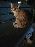 Найден котик