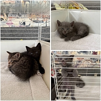 Котята в добрые руки! Котята в добрые руки!