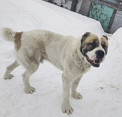 АЛАБАЙ МОЛОДОЙ