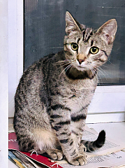 КОШКА СТЕРИЛ.