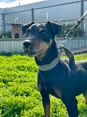 ЯГДТЕРЬЕР 1 СТАРШАЯ