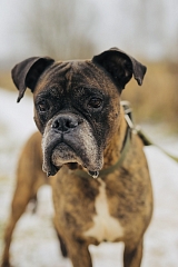 БОКСЕР ДЖОУ