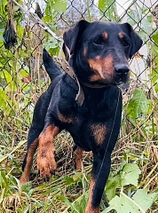 ЯГДТЕРЬЕР 2 МЛАДШАЯ